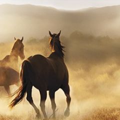 Кухонный фартук Фауна 032 МДФ матовый (3000) Fauna в Игриме - igrim.mebel24.online | фото